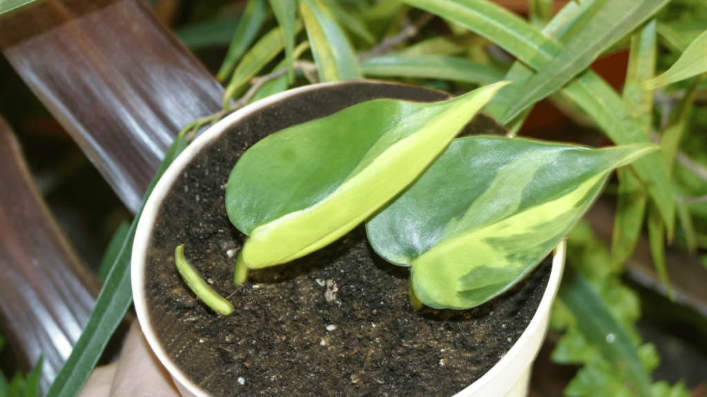 Know why Heartleaf Philodendron is best Indoor Plant