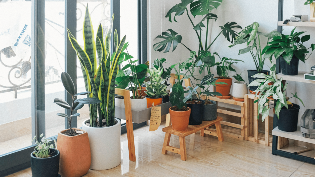 Indoor Plants for rented apartment