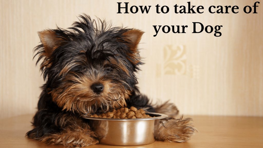 how to take care of your dog