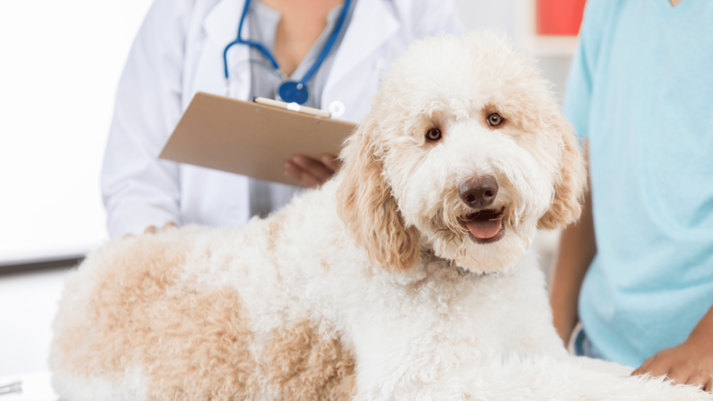 How to take care of your dog health