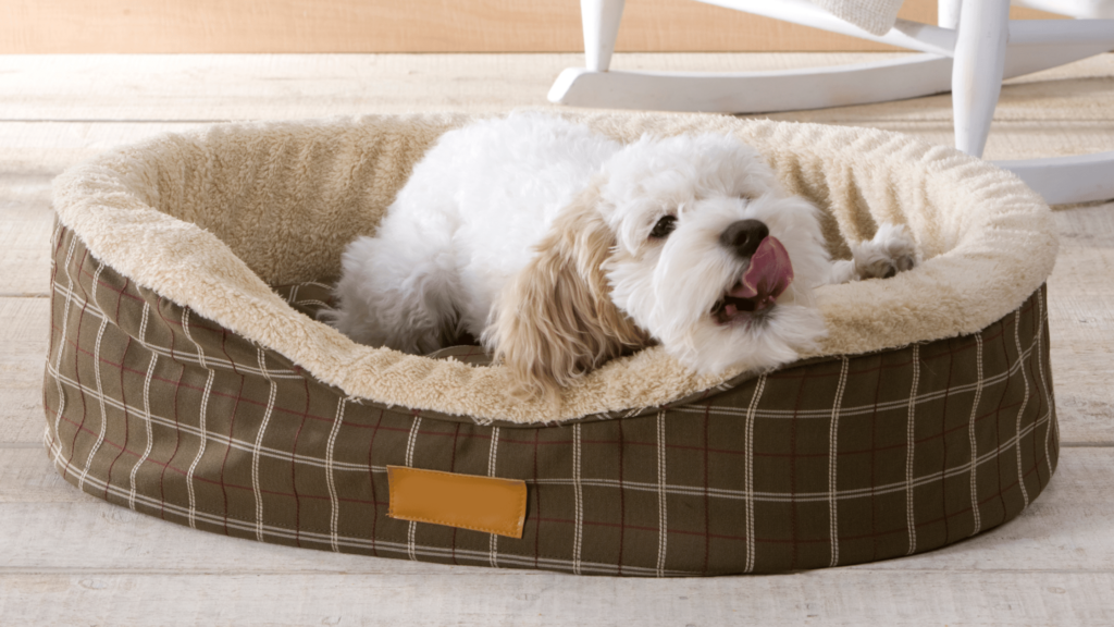 Best Bed for Dogs