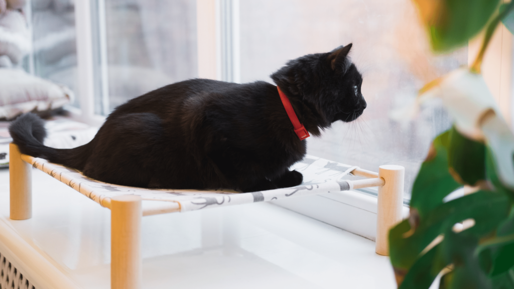 Cat near the window on table