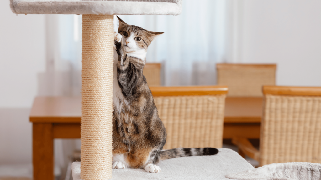 Scratching post for cat in apartment