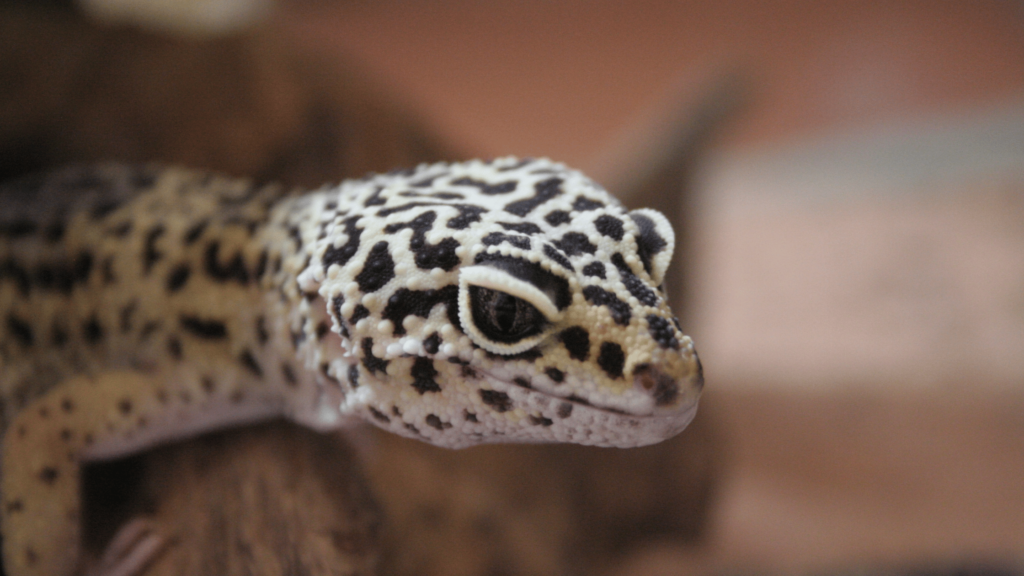 Gecko best low maintenance pet