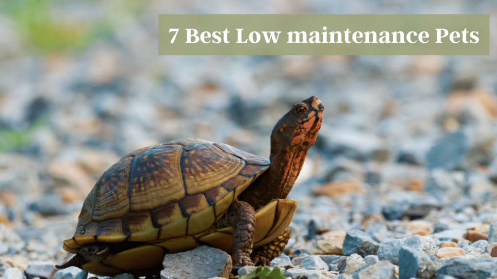 best low maintenance pet