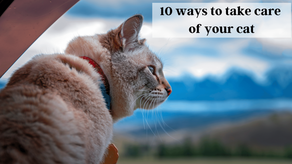 10 ways to take care of cat