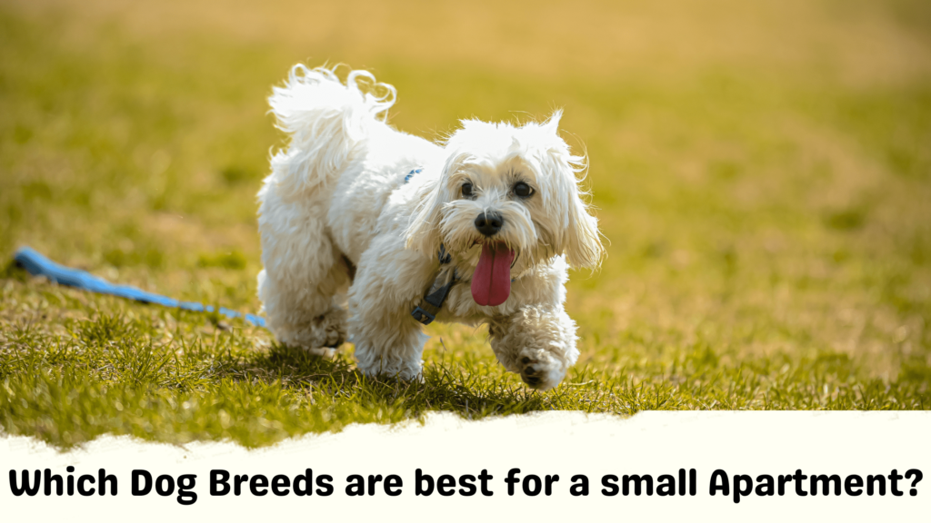 Best Dog Breeds for Small Aprtment