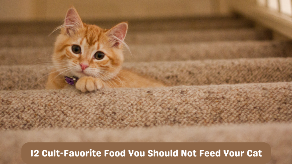 Toxic Foods For Cats