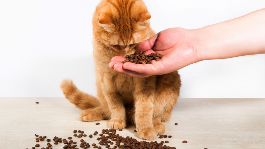 Can you feed Coffee to your cats?