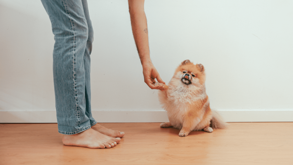Pomeranian Dog Breeds For Small Apartment