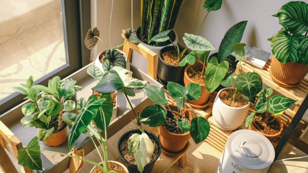 Plants to Feel fresh in your house