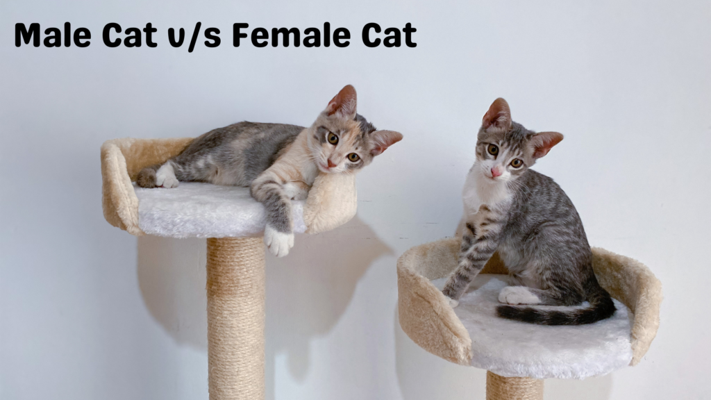 Male Cat v/s Female Cat