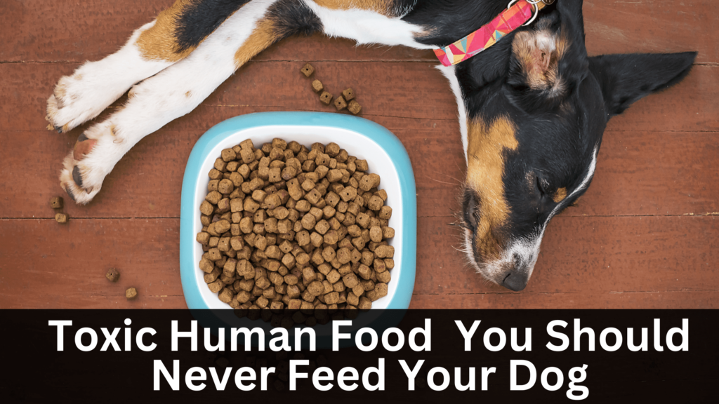 Toxic Human food for Dogs