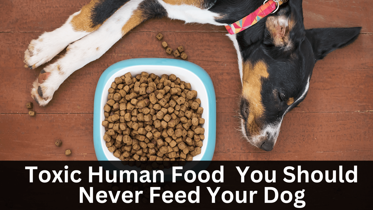 24 Toxic Food For Dogs - You Should Never Feed Your Dog - Best Stuff Hub